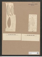 Navicula kariana Grun. (de-Toni-Nr.: Genus 1, Species 498) Zeichnungen Sammlung Grunow Nr. 1006 (NHMW-BOT-W0367530)